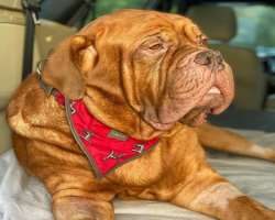 She is an animal lover and had also adopted a dog in her home. She named the dog, Vegas. Vegas passed away in June 2020.